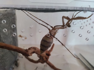 Богомол как домашний питомец