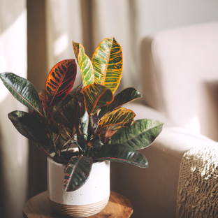 Зелёная библиотека: растения, которые стоит узнать ближе