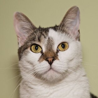 Авиакотики