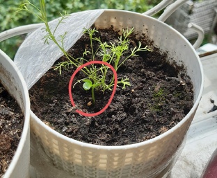 Криворукий огородник