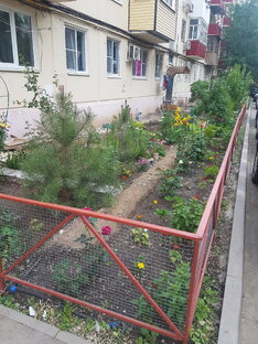 Наши цветочки