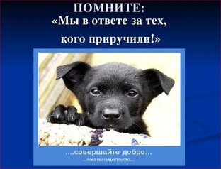 За тех кого приручили.