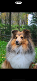 Выпускники питомника 