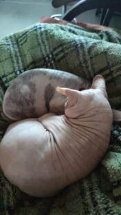 Мои плюшки🩷