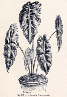 Алоказия 