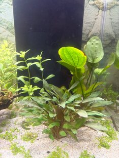 Растительный квест и дизайн