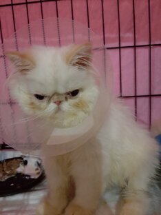 КОТОЗАБОТА - ПРИЮТ из г.Долгопрудного