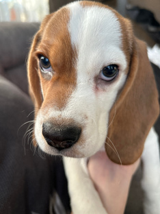 Малышка Дея 🐾🤍