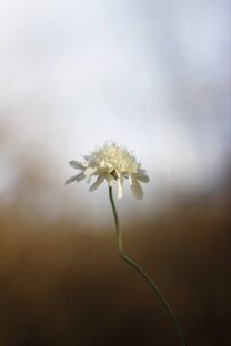 Задай вопрос психотерапевту  