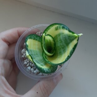 Сансевиерии