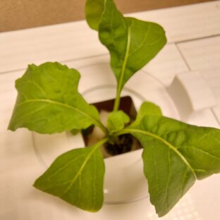 Зимний огород