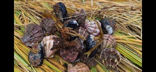 Сбор морепродуктов