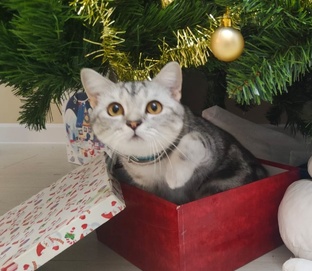 Про котиков