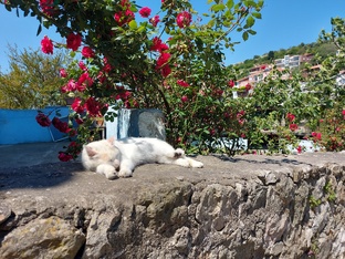 Круизные истории