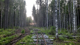 Узкоколейки
