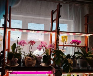 Стеллажи. Как обустроить место для выращивания рассады