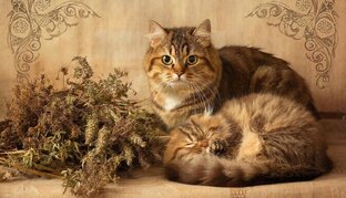 Живые хранители