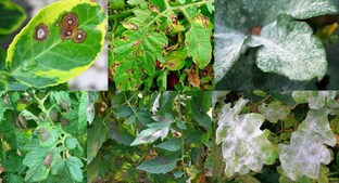 Побеждаем болезни наших растений