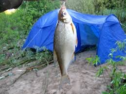 Ловля белой рыбы.