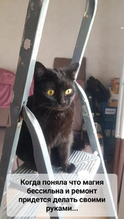 Кошки такие кошки