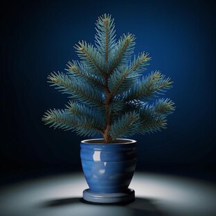 Голубая ель