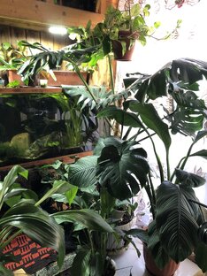 Комнатные цветы