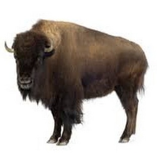 Зубр: величайший бык Европы и его тайны