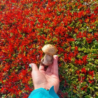 Кольский полуостров: на север на три дня 