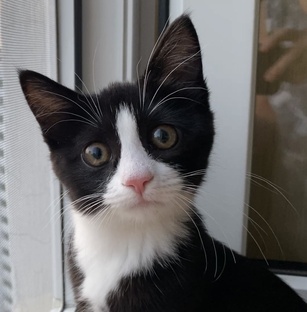 Мои животные