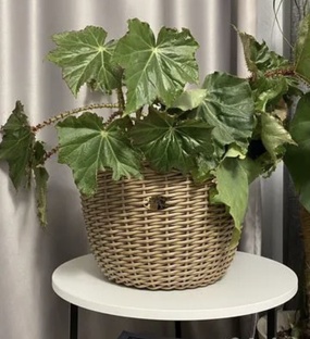 КОМНАТНЫЕ РАСТЕНИЯ. Полезные заметки.