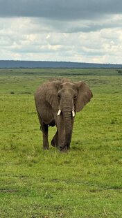 Путешествие в Африку