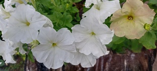 Лето,петуния Джоли я 