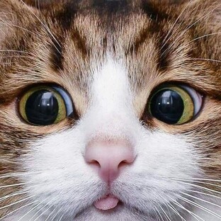 котики