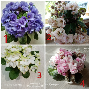 ФИАЛКА от А до Я