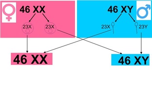 Генетика пола