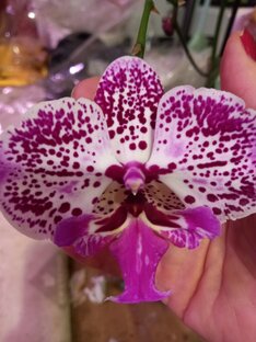 про орхидеи