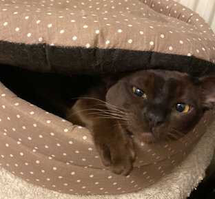 Кот Локи🐈‍⬛