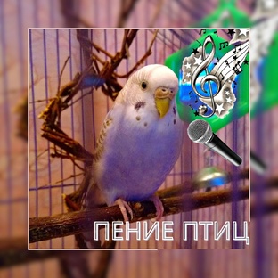 Звуки птиц