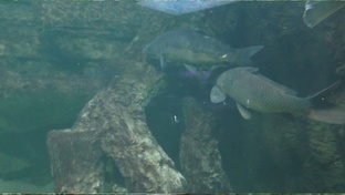 Книга "Карпы в бесхозном пруду: секретный эксперимент" 