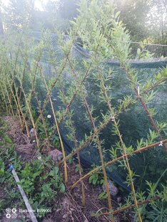 Ивовая изгородь