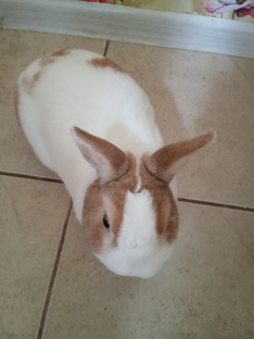 Кролик Блинчик