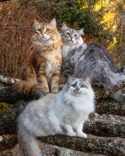 КОТИКИ