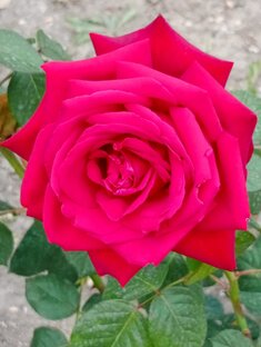 Розы в парке им. Анны Ахматовой. 