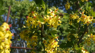 #Выращивание клюквы и брусники# 