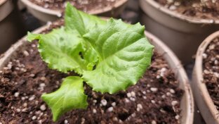 Календарь дачника