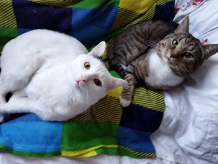 Мои коты и подборки