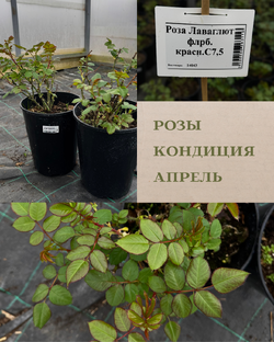 Розы 