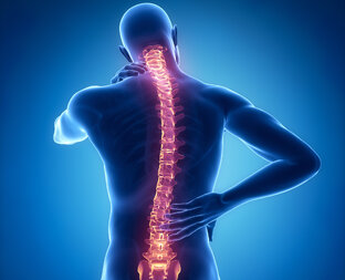spine