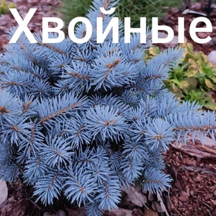 Хвойные растения.