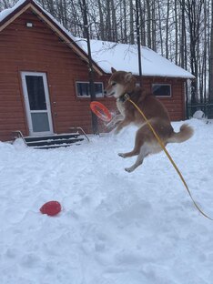 Весёлые ролики 